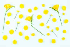 무료 사진 흰색 바탕에 노란 꽃