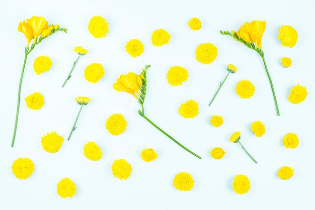 白い背景に黄色の花