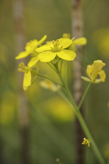 Defocused 배경으로 노란 꽃