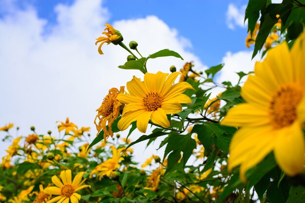 하늘 배경으로 노란 꽃