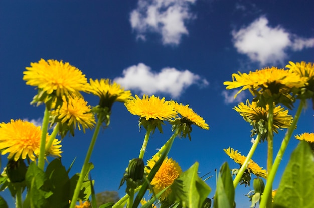 Free photo yellow flowers with sky behind