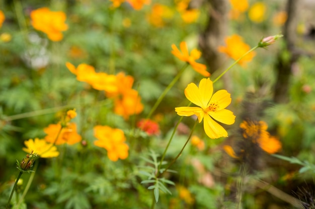 Yellow flowers