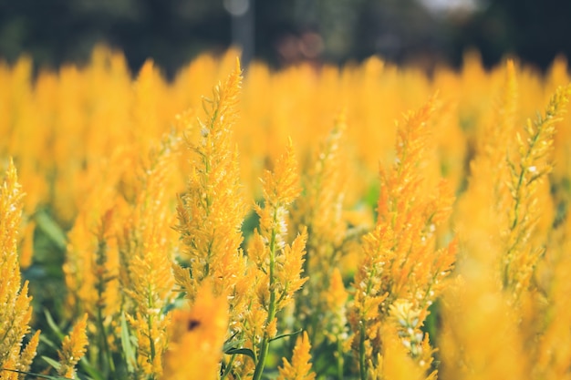 Yellow flowers