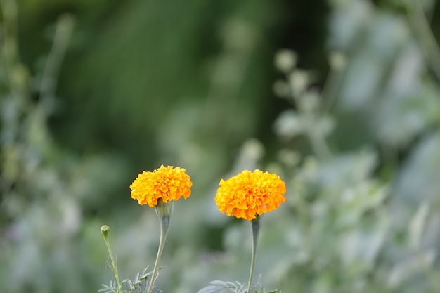 Free photo yellow flowers