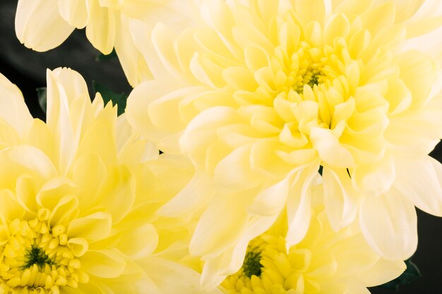 Yellow gerbera blooming in garden