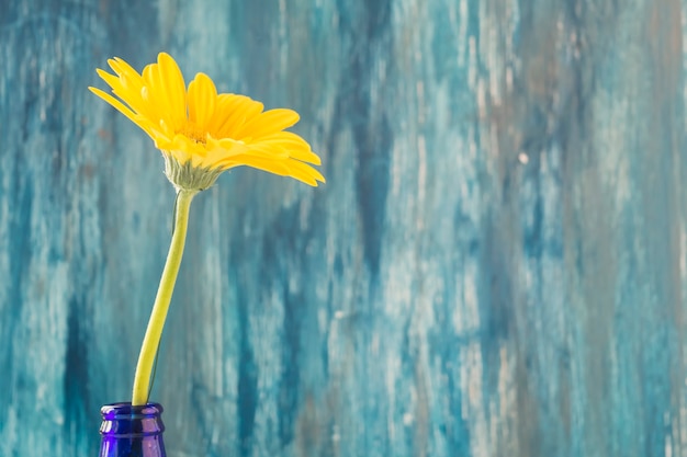 Free photo yellow gerbera flower in blue bottle against painted wall