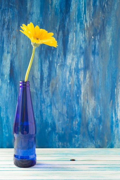Желтый цветок герберы в синей бутылке на деревянном столе против окрашенной стены