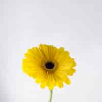 Free photo yellow gerbera on grey background