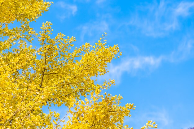 Yellow ginkgo leaf tree