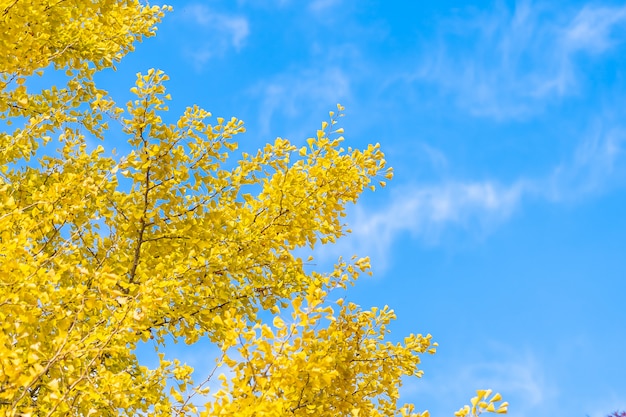 Yellow ginkgo leaf tree