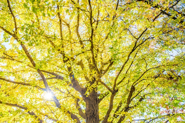 Желтое дерево гинкго в Токио