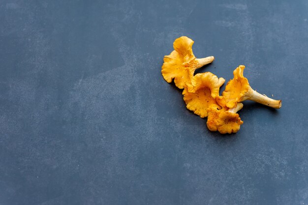 Yellow golden chanterelles on gray