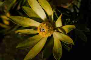 Free photo yellow and green flower in close up