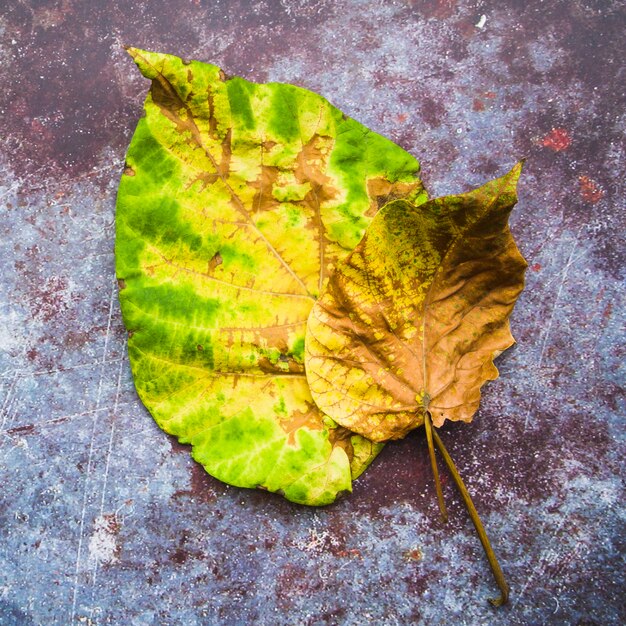 Yellow green leaves on colourful surface