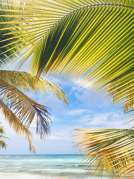 Yellow and green leaves of palm on golden beach