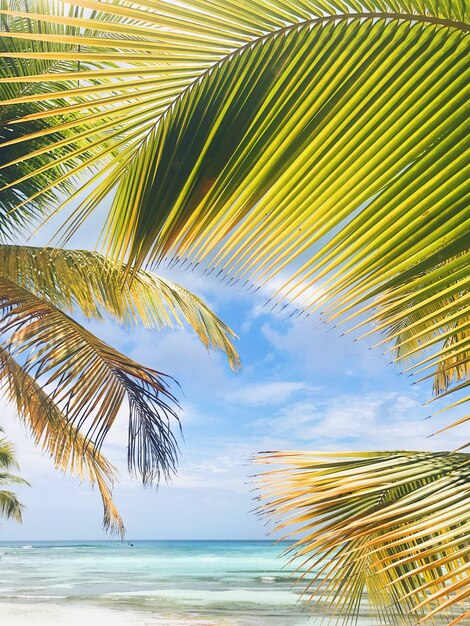 Yellow and green leaves of palm on golden beach