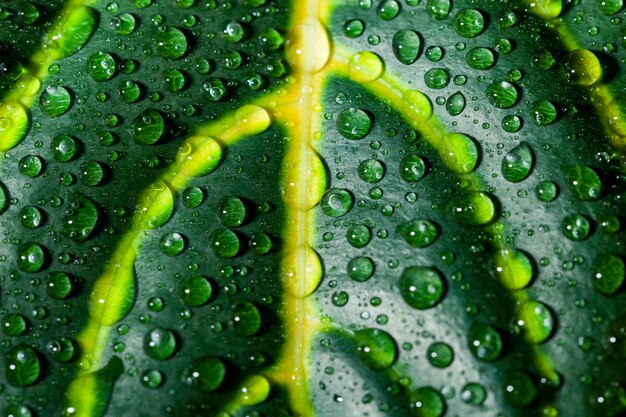 Yellow and green plant with water droplets