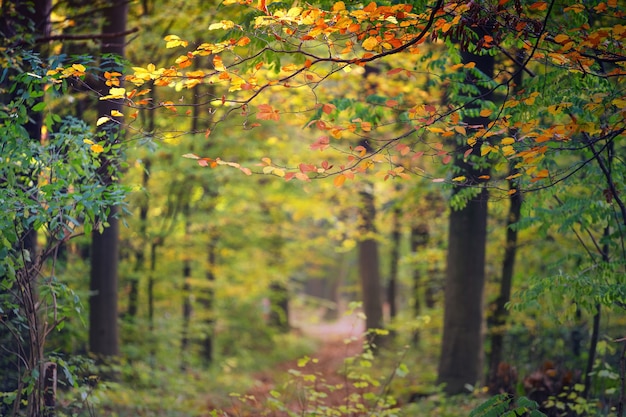 Foto gratuita alberi gialli e verdi