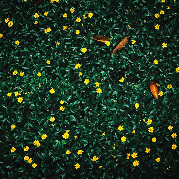 노란 groundcover 꽃 배경