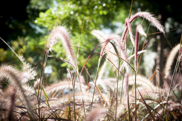 黄色の成長は秋の植物を成長させる