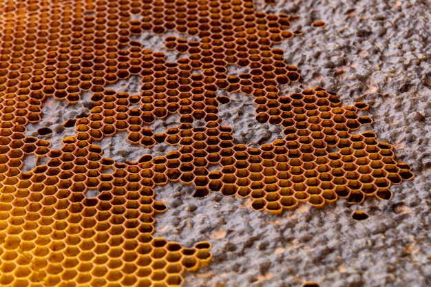 Free photo yellow honeycomb texture