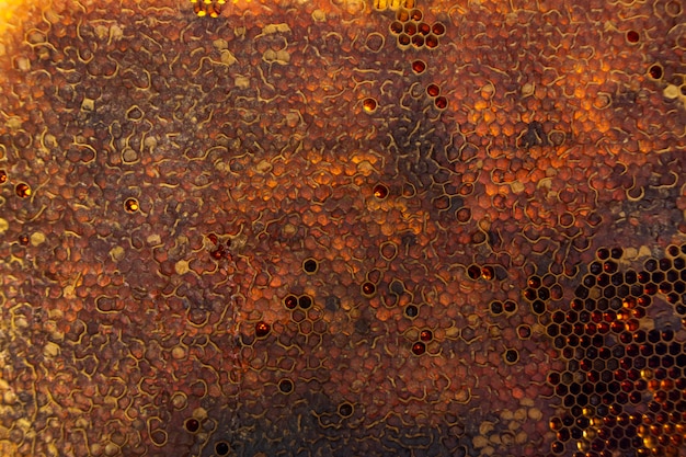Free photo yellow honeycomb texture