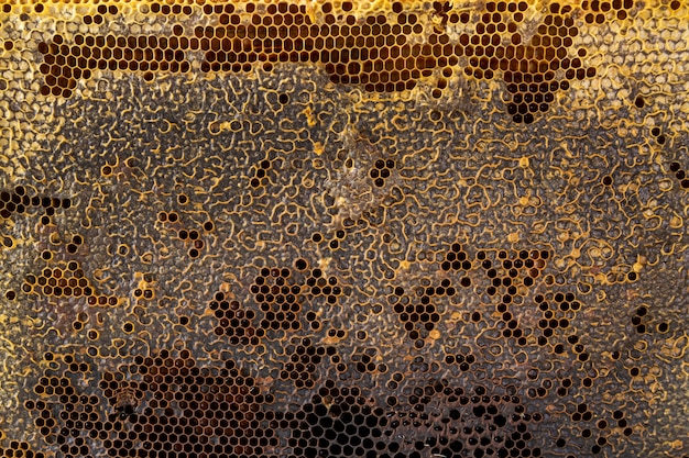 Yellow honeycomb texture