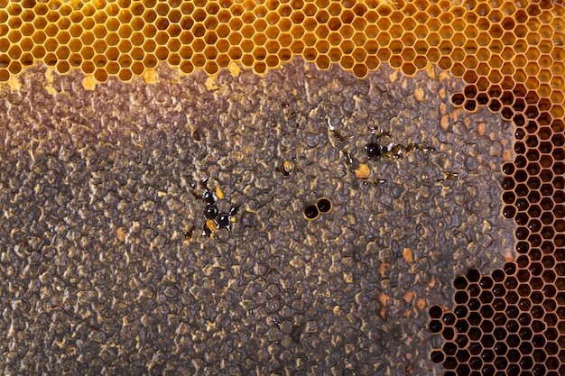 Yellow honeycomb texture