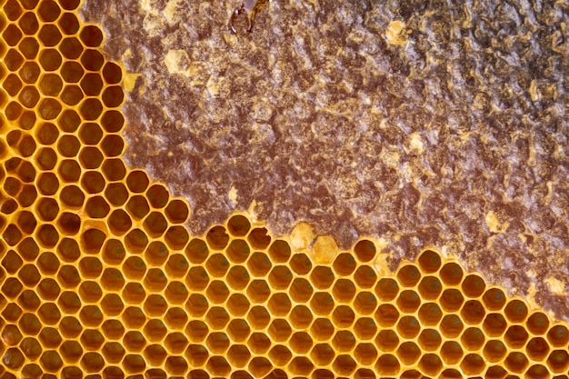 Yellow honeycomb texture