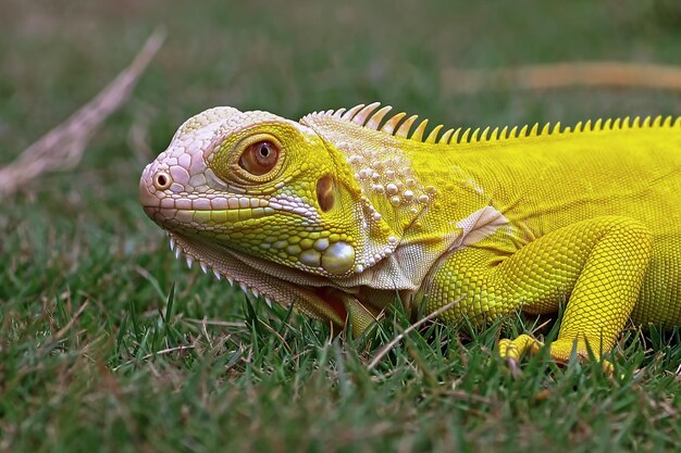 Yellow iguana closeup face albino iguana closeup