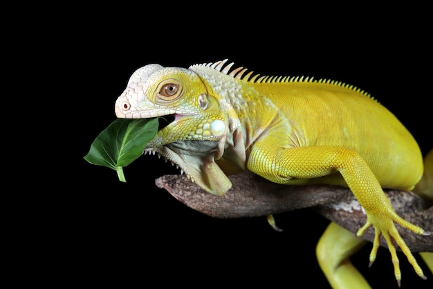 Yellow iguana is eating green vegetables on branch