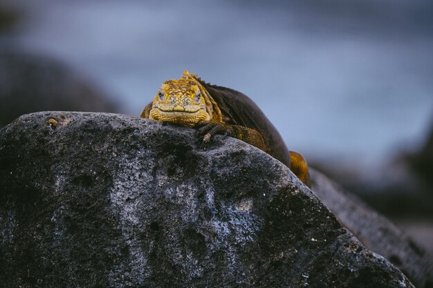 Yellow iguana on a rock looking towards the camera with blurred background