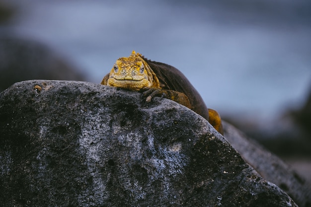 背景をぼかした写真でカメラに向かっている岩の上の黄色いイグアナ