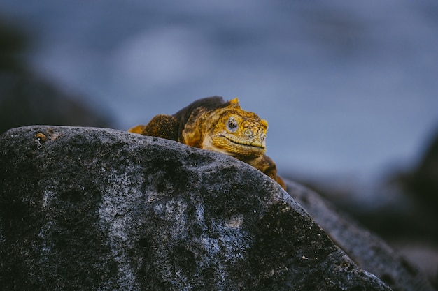 Yellow iguana walking on a rock with blurred