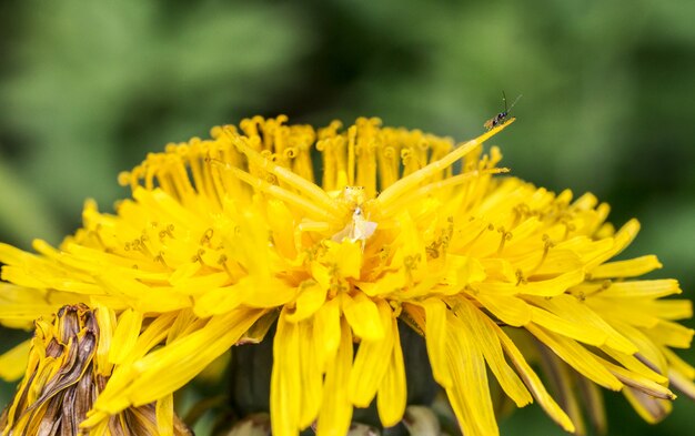 Yellow insect on yellow flower close up