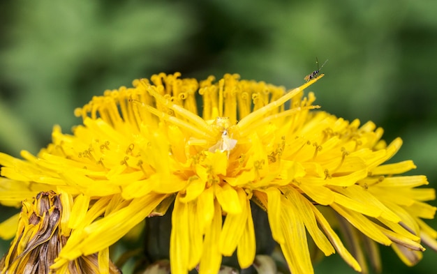 Yellow insect on yellow flower close up