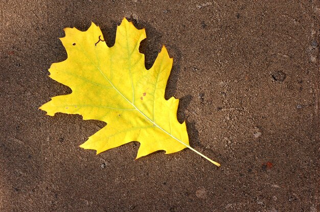 Yellow leaf tree