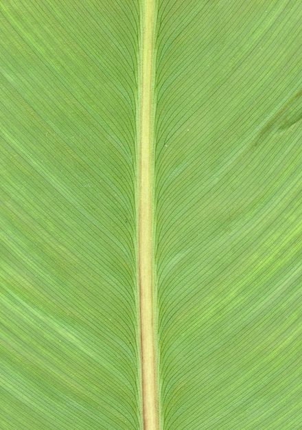 Free photo yellow leaf vein