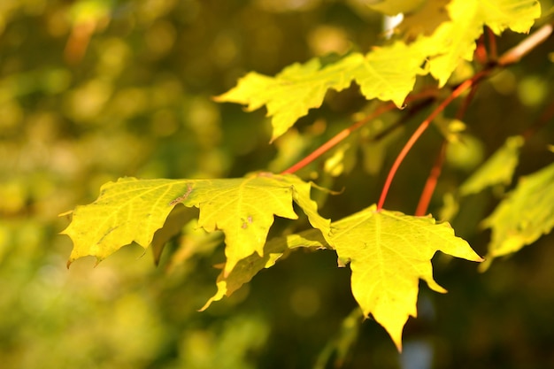 "Yellow leaves on branch"