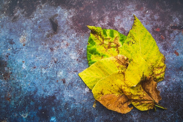 Yellow leaves on colourful surface