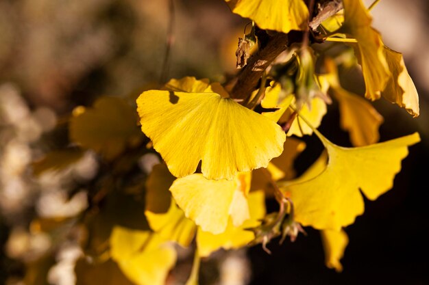 Yellow leaves of ginkgo