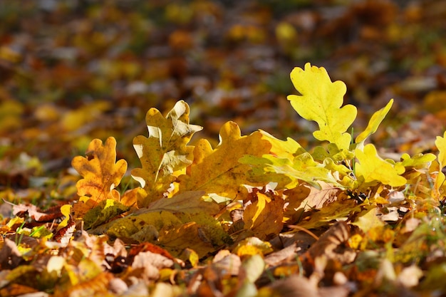 "Yellow leaves on ground"