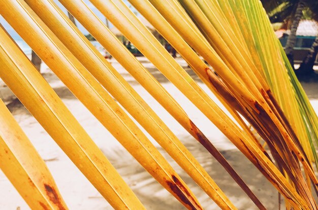 Yellow leaves of palm on golden beach