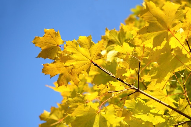 "Yellow leaves on tree"