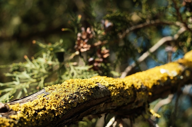 Free photo yellow lichen on tree branches closeup selective focus natural natural background forest ecosystem care for nature