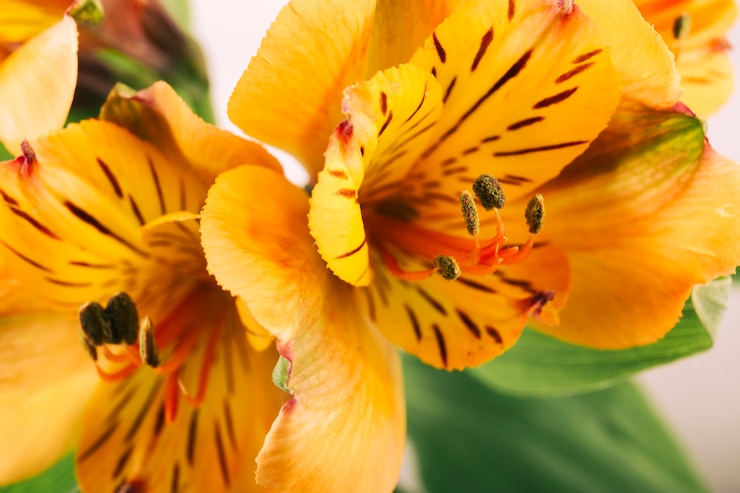 Free Photo yellow lily in bloom