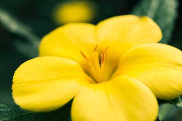 屋外で開花する黄色のユリ