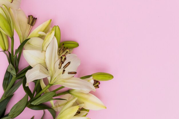 Yellow lily flowers on soft pink background