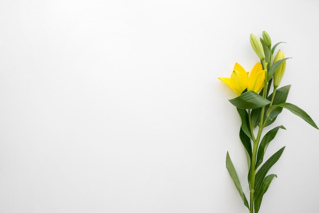 Yellow lily flowers above white backdrop