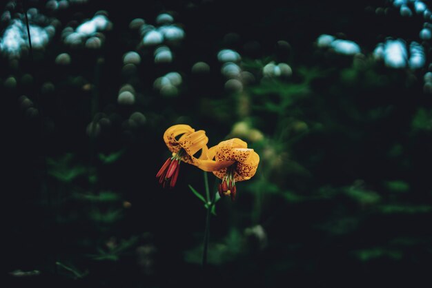 Yellow lily flowers